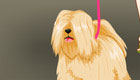 dress up : Puppy walking dress up