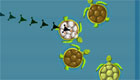 surprises : The Turtle’s Swimming Pool