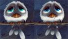 surprises : Spot the difference birds